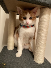 Load image into Gallery viewer, Ginger Cat Lens Cloth  - Diver Dan