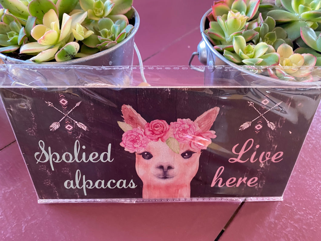 Plaque - Spoilt Alpacas